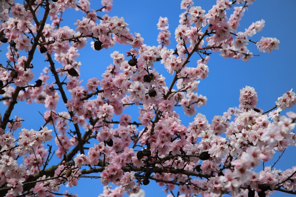 a tree filled with lots of pink flowers