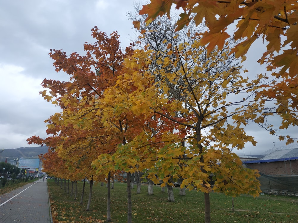 eine von Bäumen gesäumte Straße mit gelben und orangefarbenen Blättern