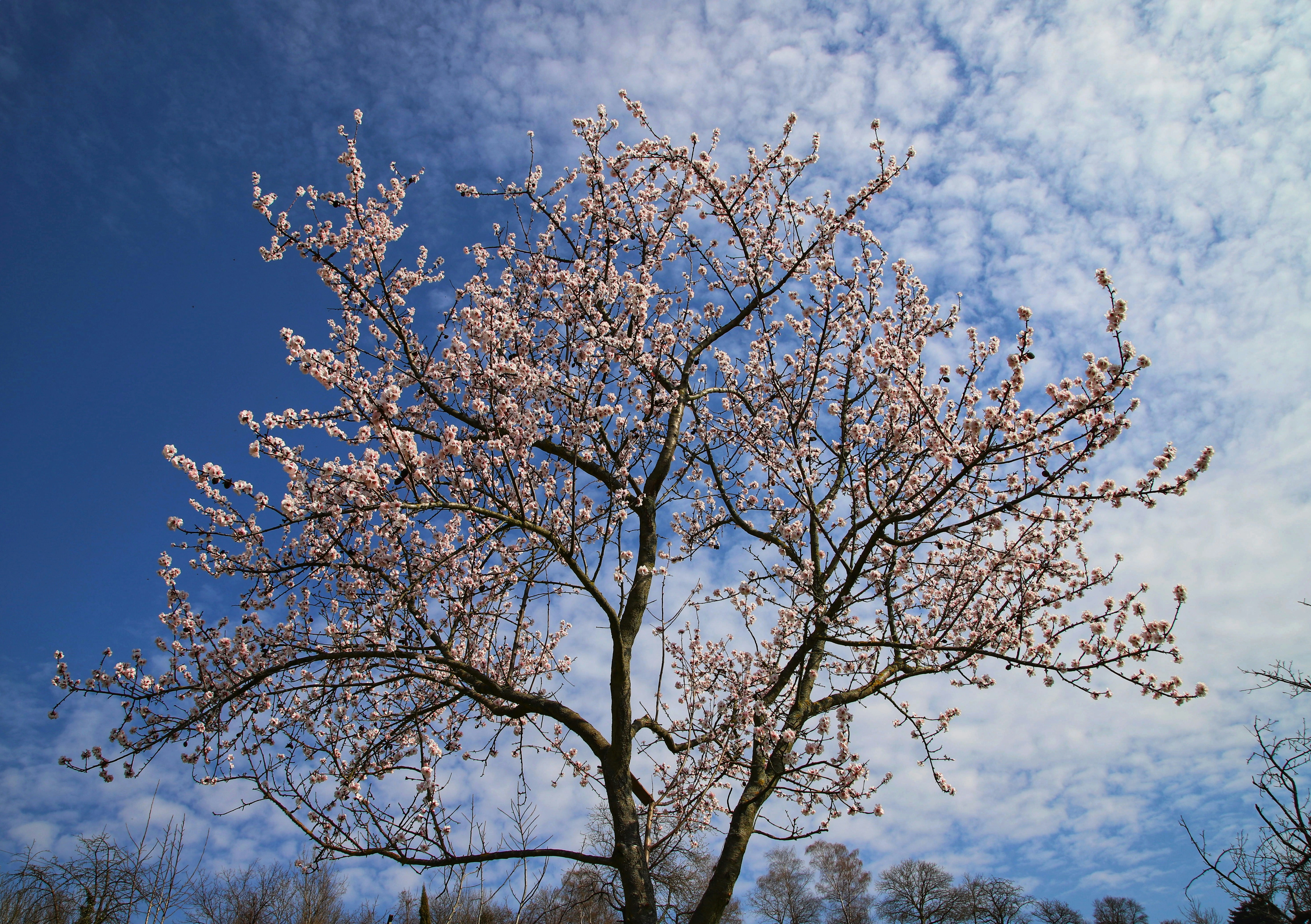 a tree with pink flowers in the foreground and a blue sky in the background