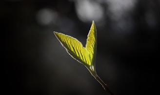 fresh baby leaf, new life, sunnah of welcoming newborn in islam