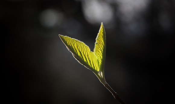 fresh baby leaf, new life, sunnah of welcoming newborn in islam