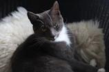 Close-up of a British Shorthair cat with golden eyes resting elegantly on a white cushion.