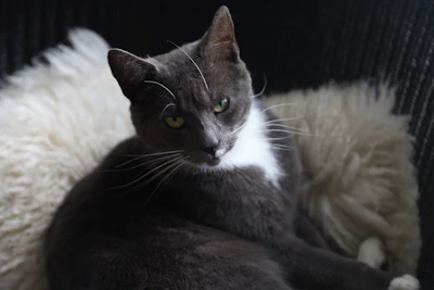 Close-up of a British Shorthair cat with golden eyes resting elegantly on a white cushion.