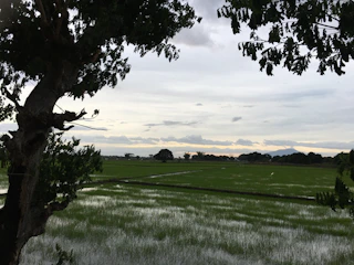 A peaceful river flowing through lush green rice fields at sunset.