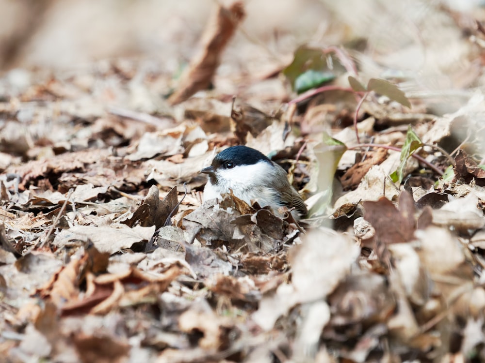 a small blue and white bird sitting on top of leaves