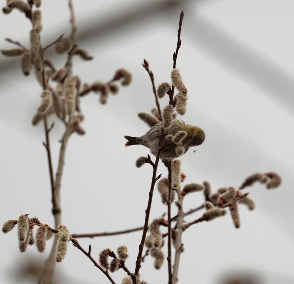 a bird sitting on top of a tree branch