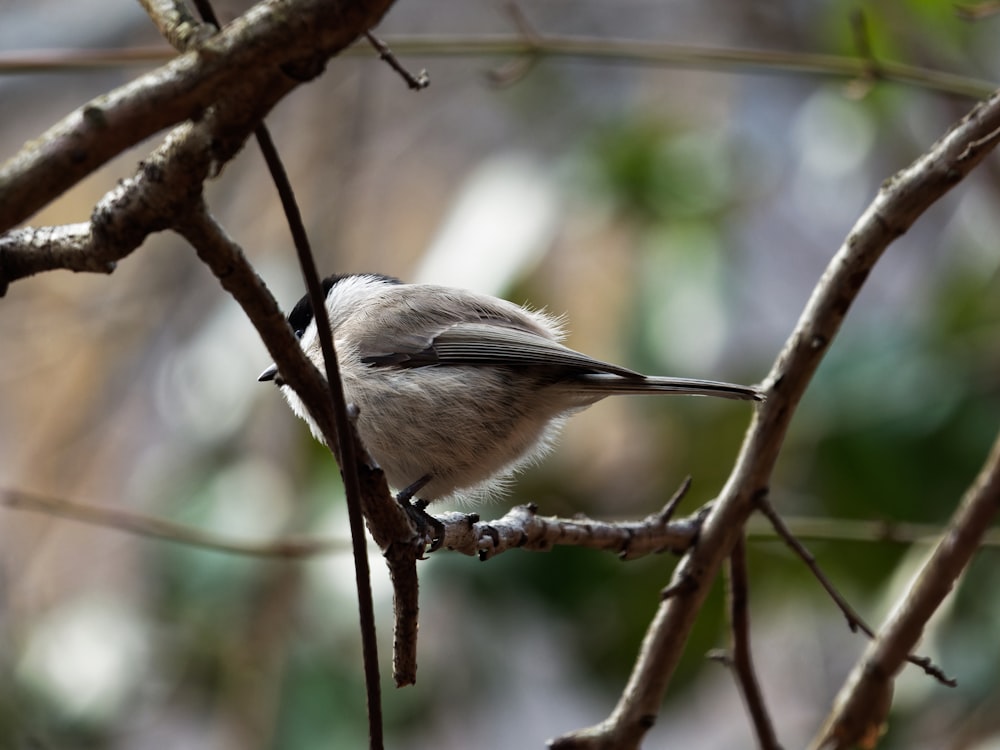 a small bird sitting on a branch of a tree