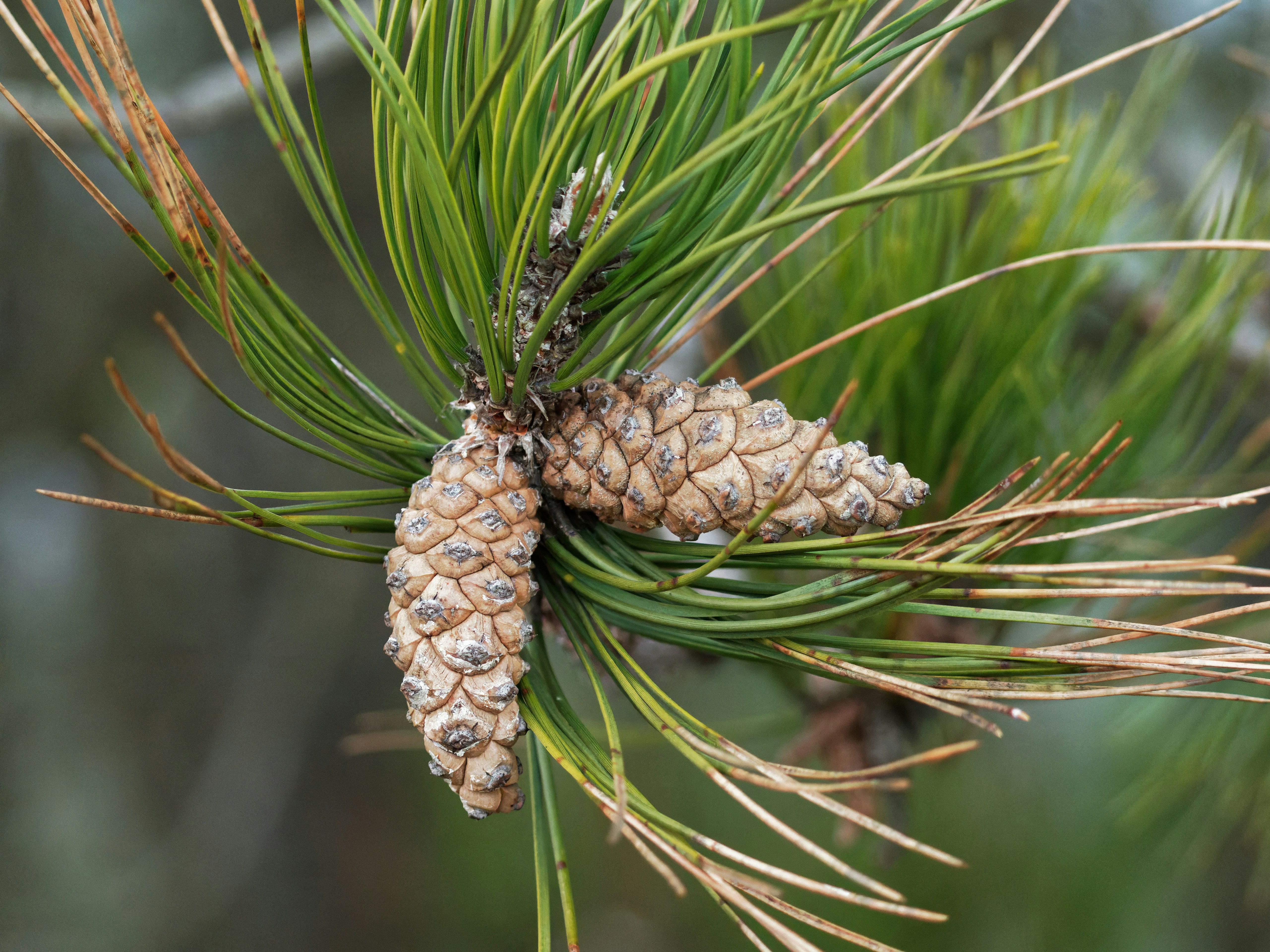 Photo by illes_cristi