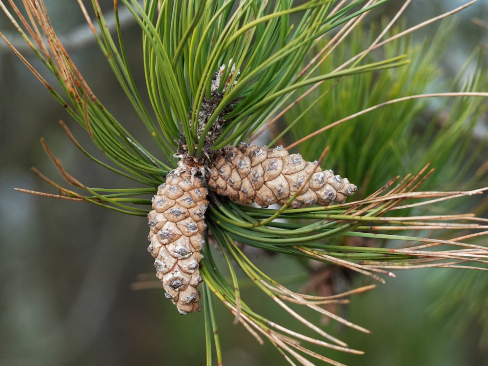 a close up of a pine cone on a pine tree