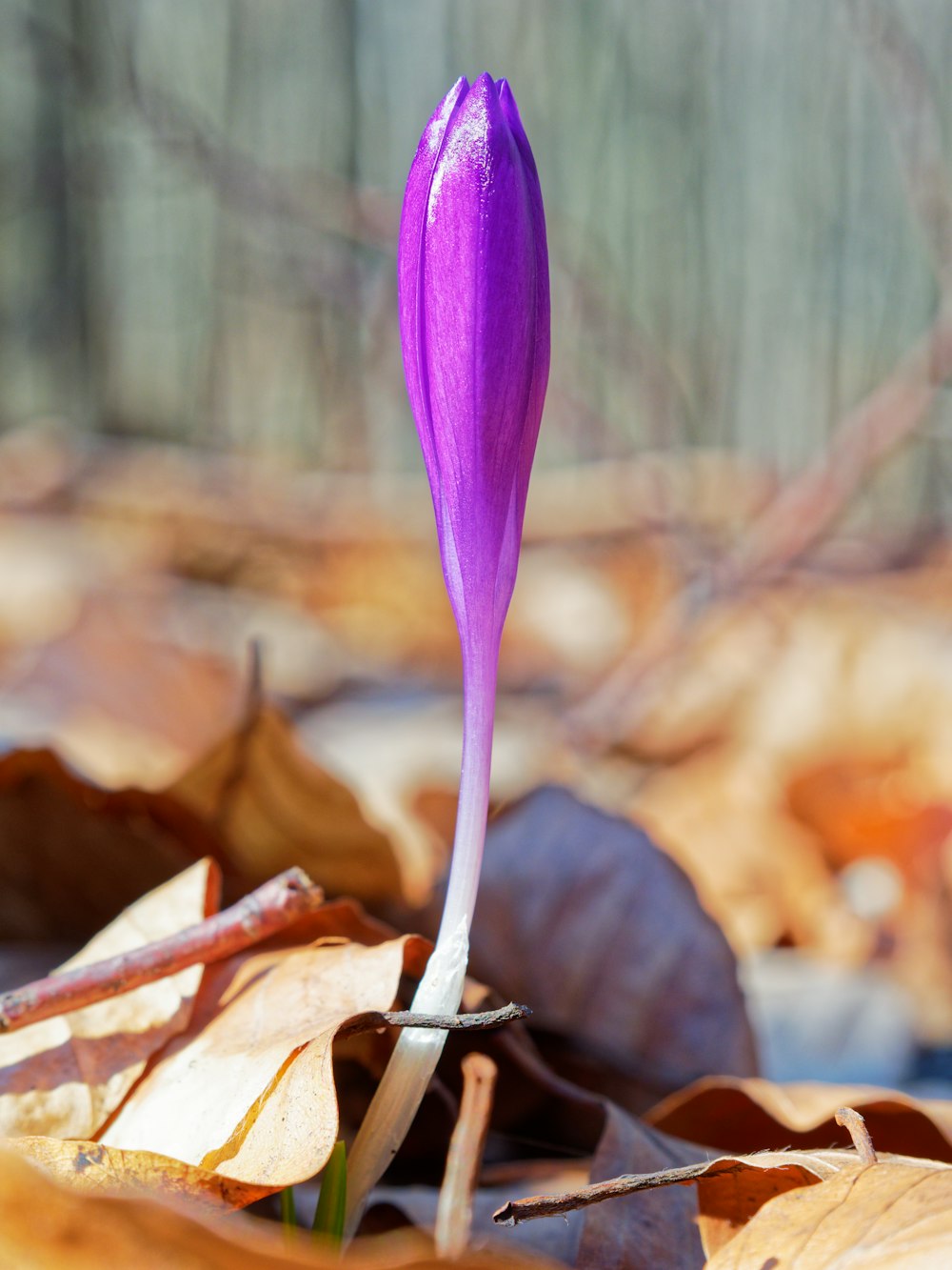 a purple flower that is growing out of the ground