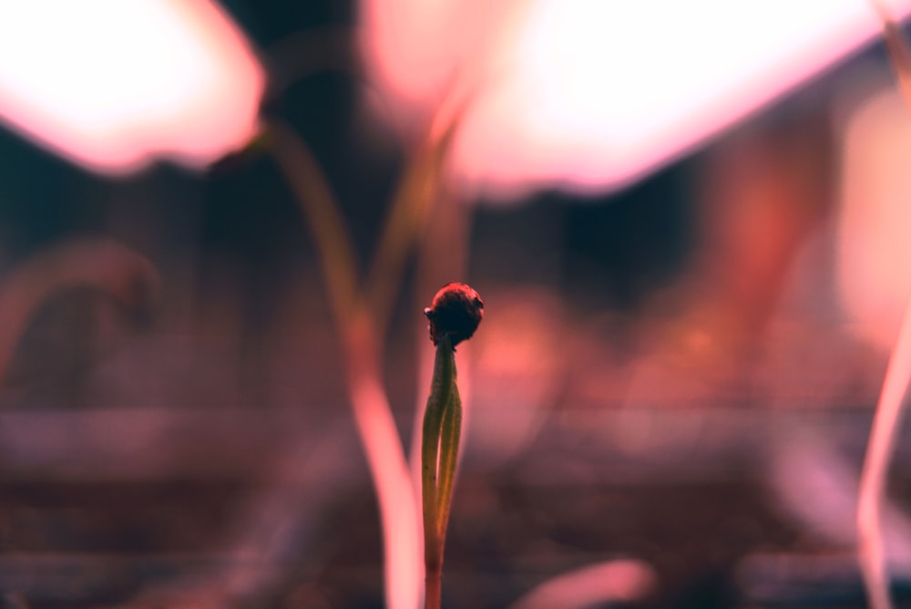 a single flower that is growing out of the ground