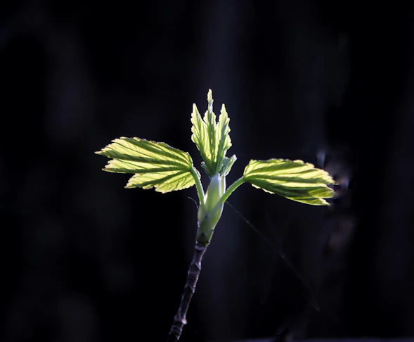 a green plant with yellow leaves in the dark