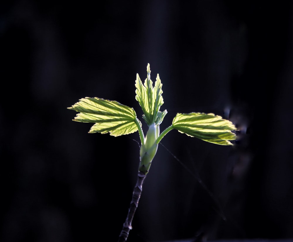 una planta verde con hojas amarillas en la oscuridad