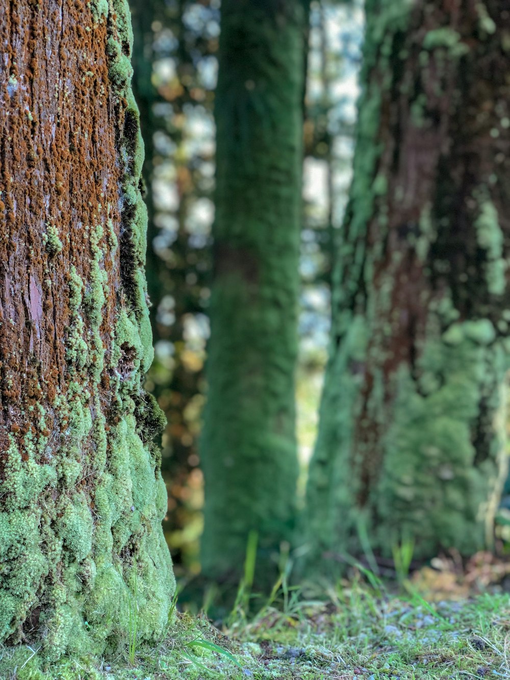 a group of trees with moss growing on them