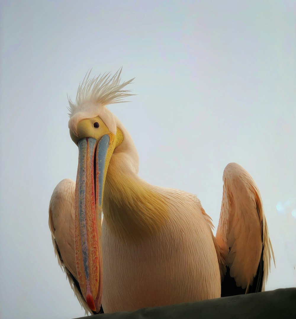a large bird with a long beak standing on a ledge