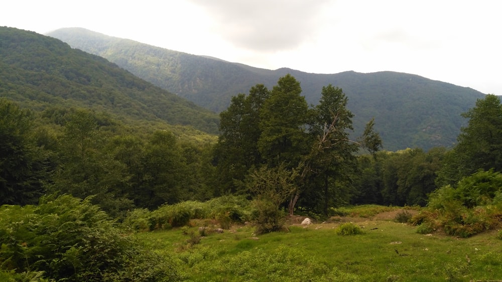 a lush green forest filled with lots of trees