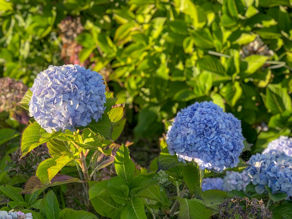 a group of blue flowers in a garden