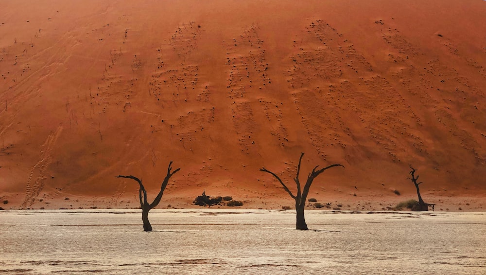 a group of dead trees standing in the middle of a desert