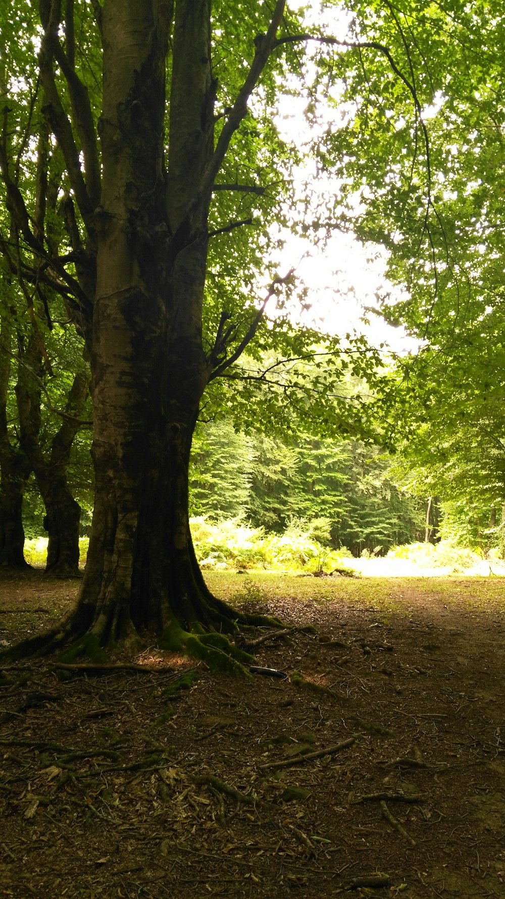 a large tree sitting in the middle of a forest