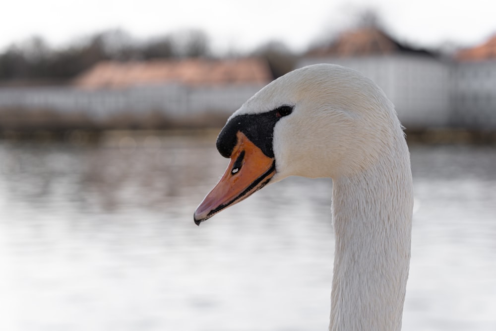 a close up of a swan near a body of water