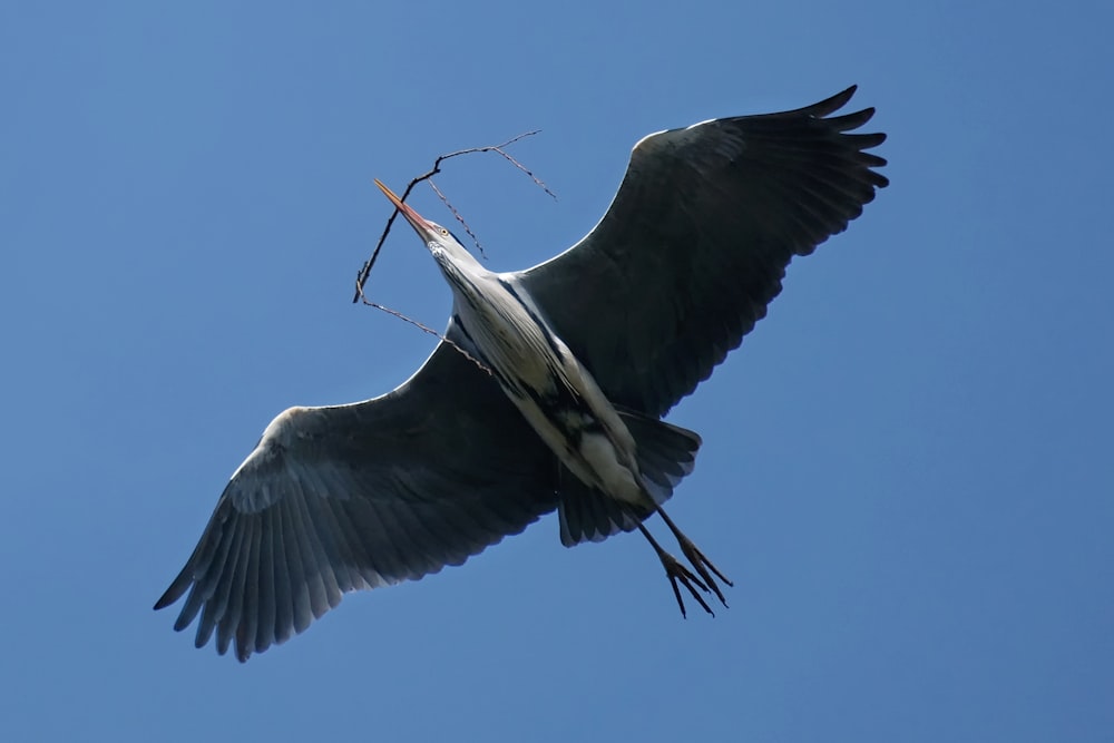 a large bird flying through a blue sky