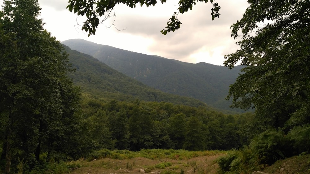 a view of a lush green forest with mountains in the background