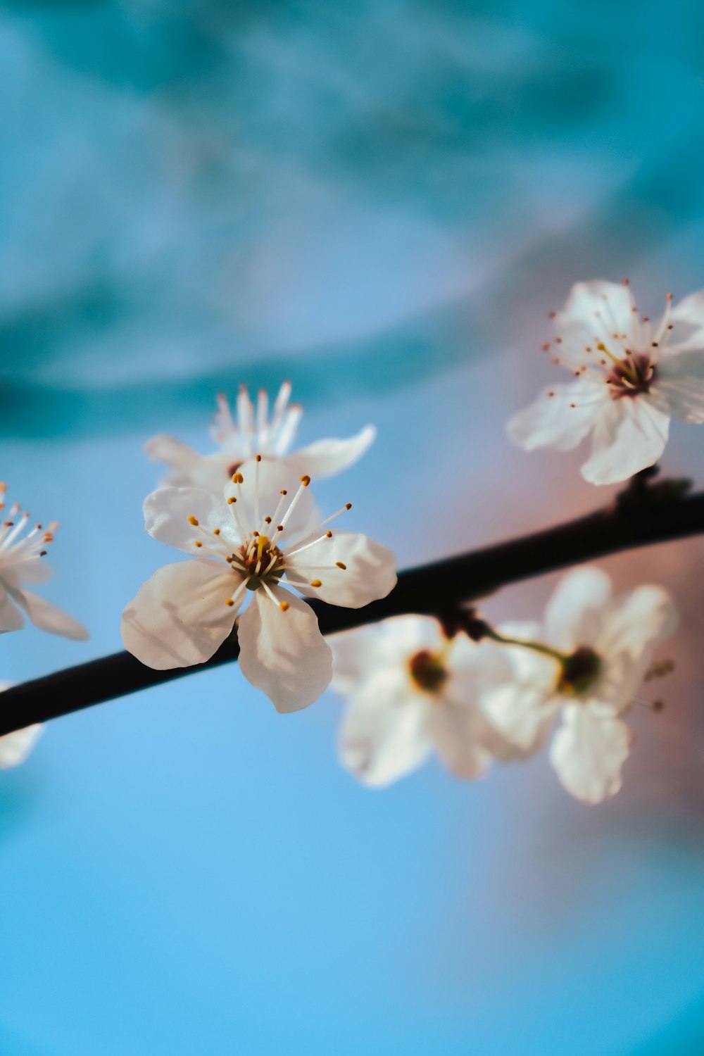 a close up of a branch with white flowers