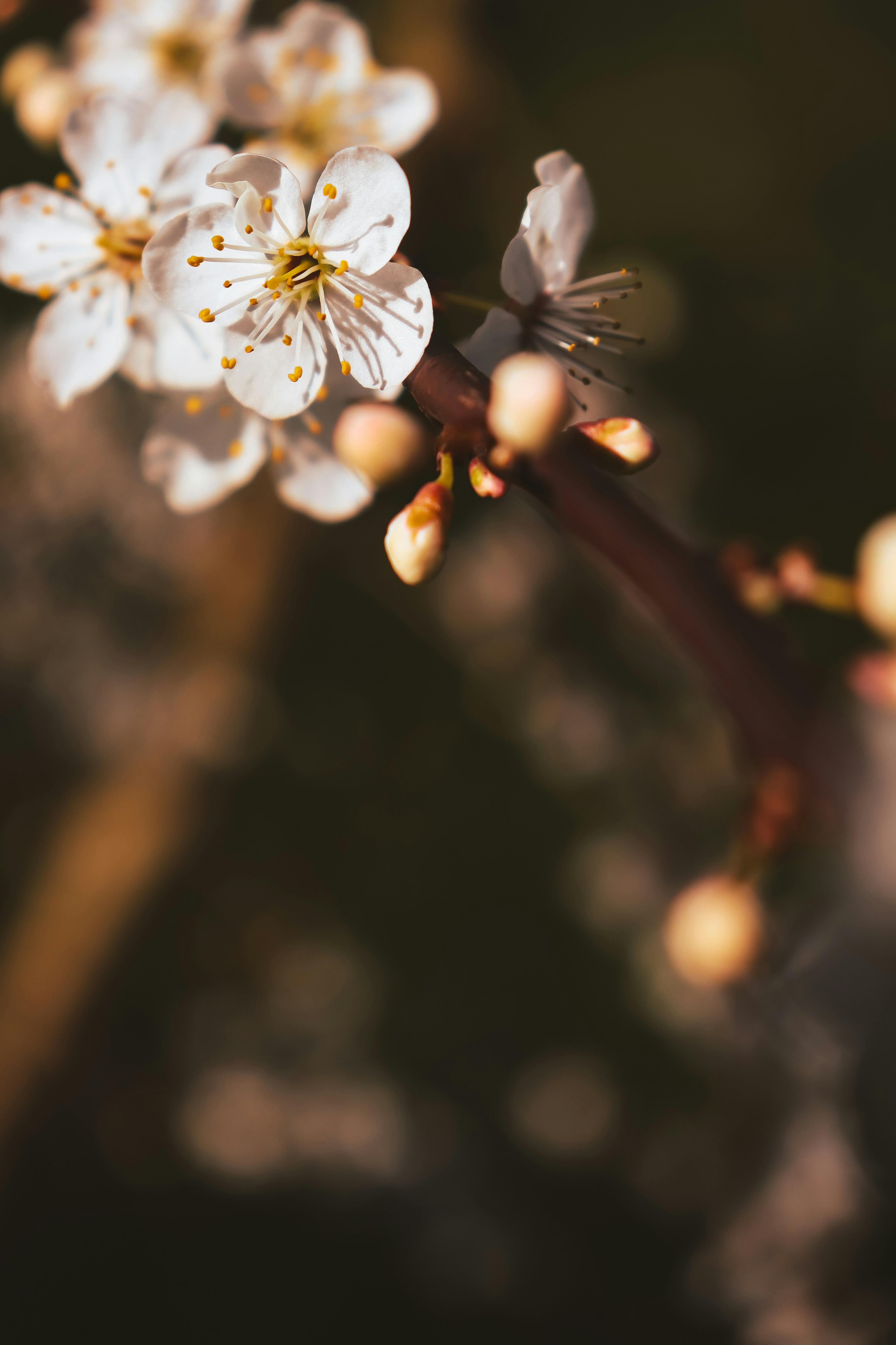 Photo by akt_