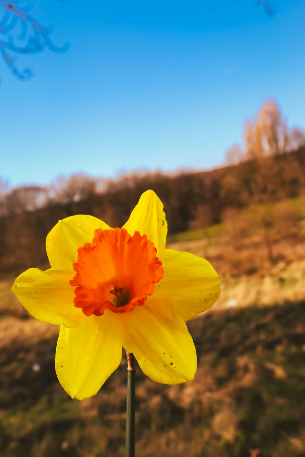 a single yellow flower with a blue sky in the background