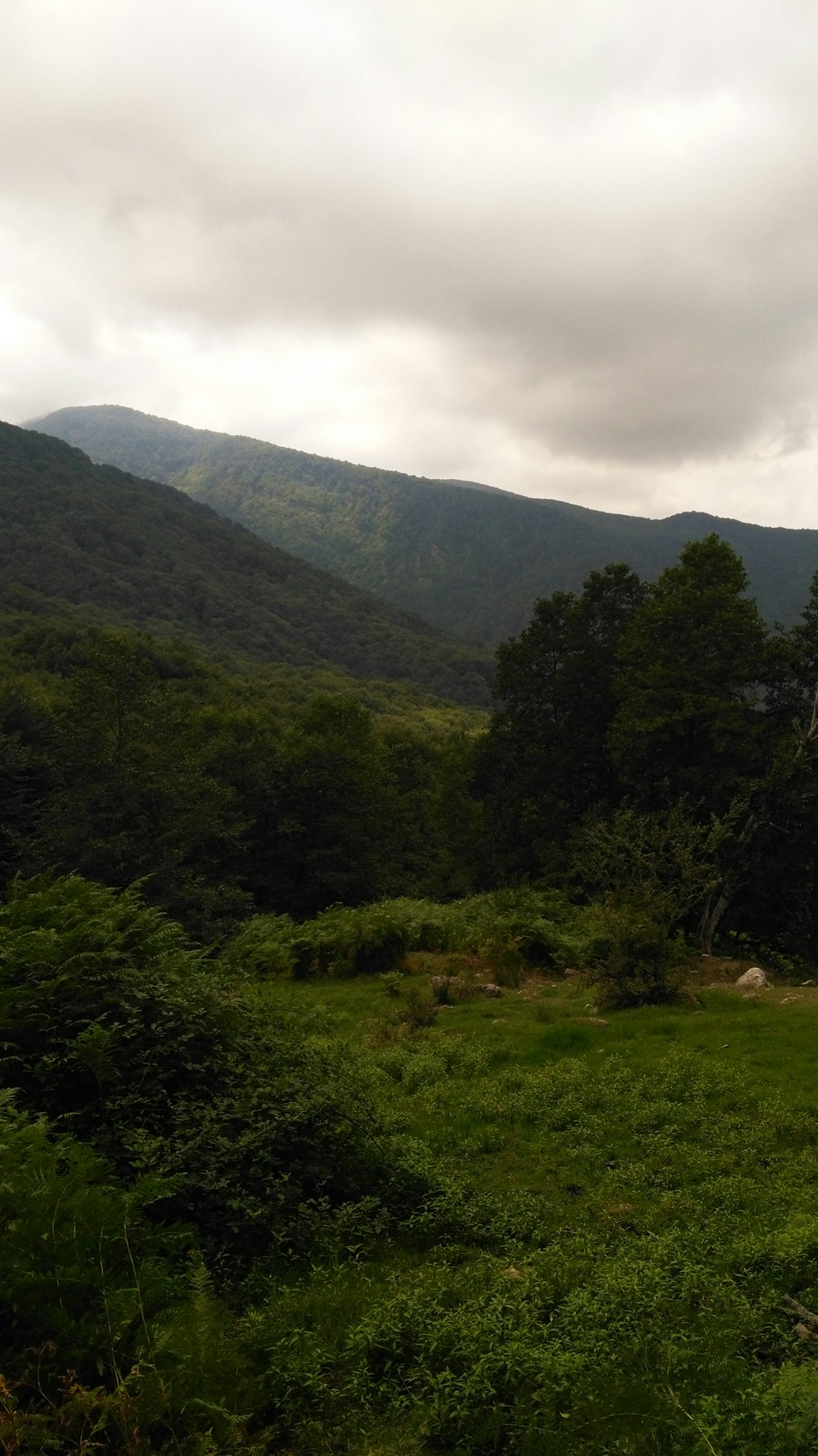 a grassy field with mountains in the background