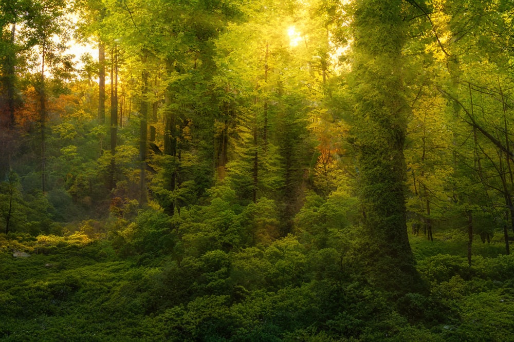 a lush green forest filled with lots of trees