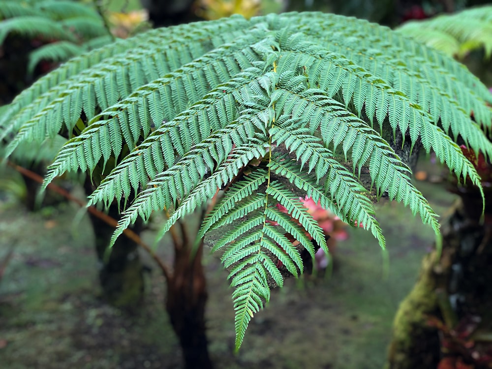 a large green plant with lots of leaves