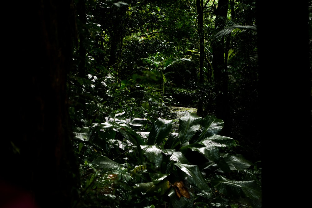 a lush green forest filled with lots of trees