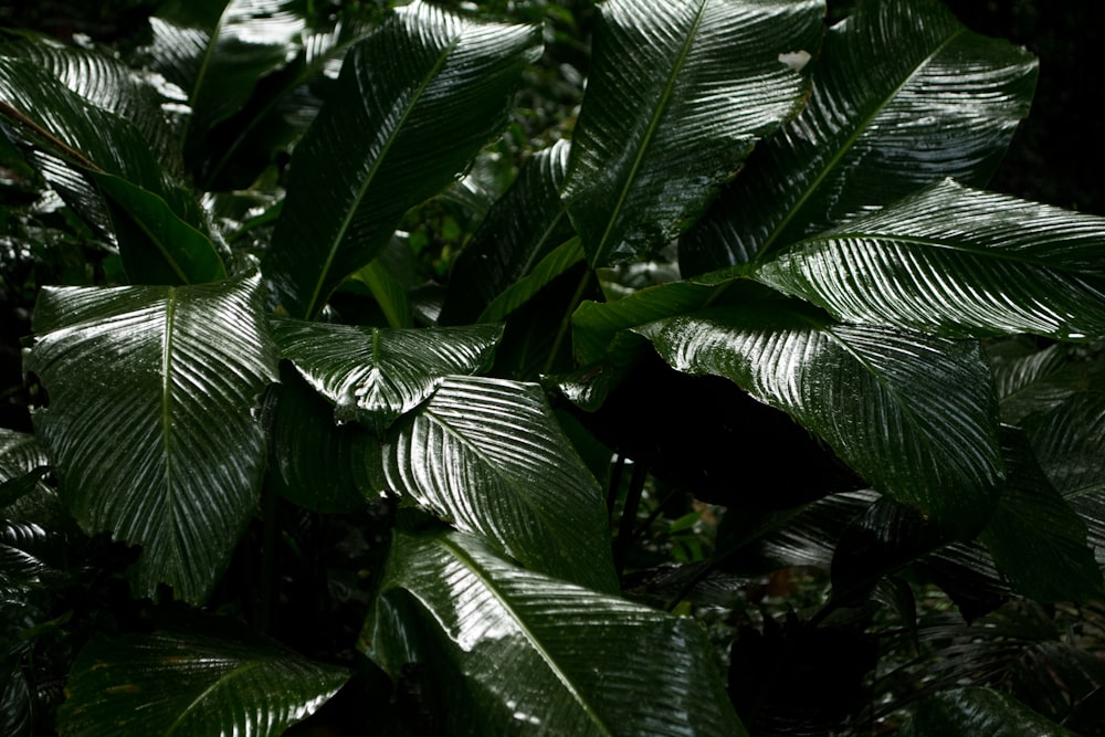 a close up of a plant with lots of leaves