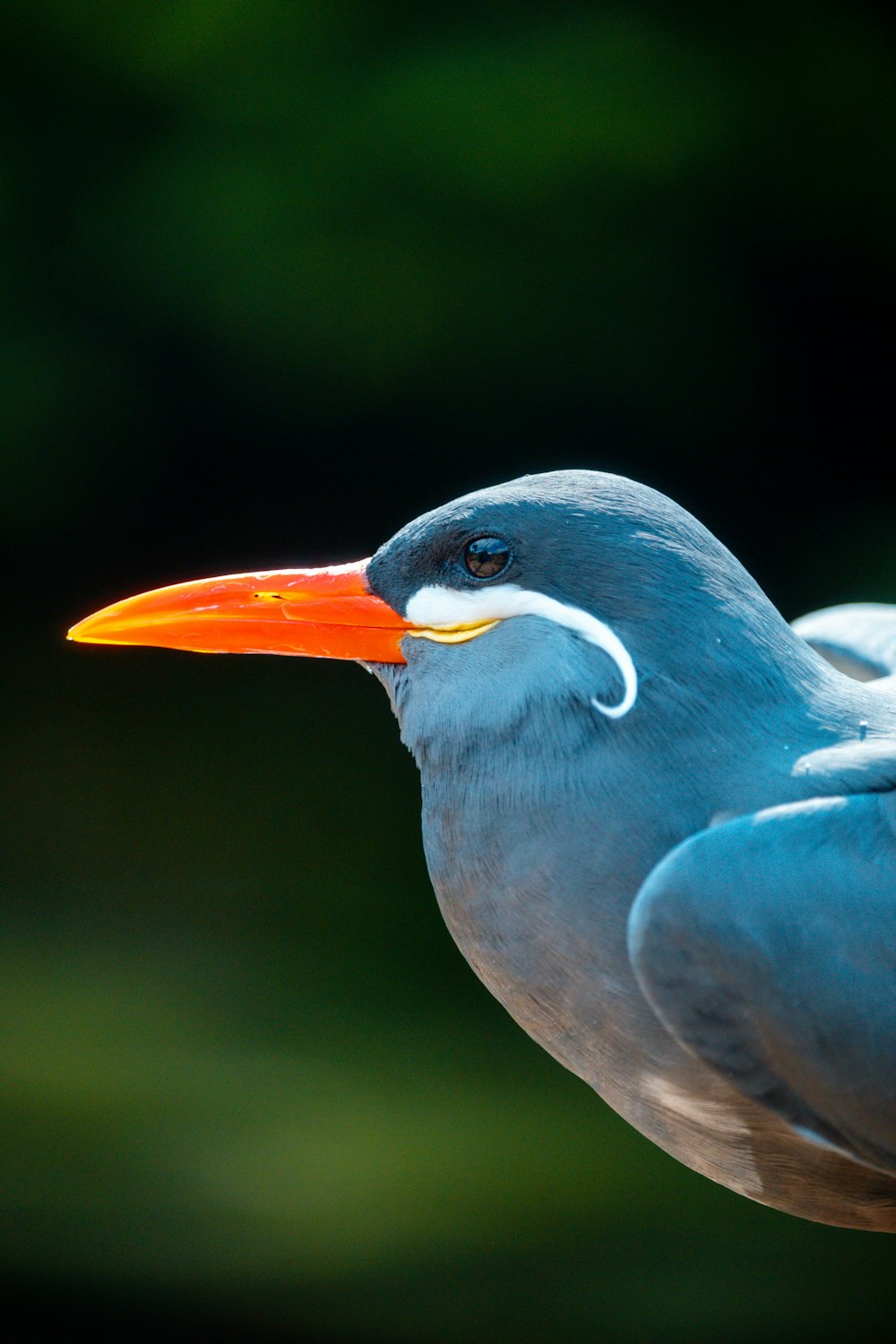 a close up of a bird with an orange beak