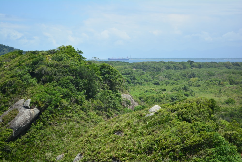 a lush green hillside covered in lots of trees