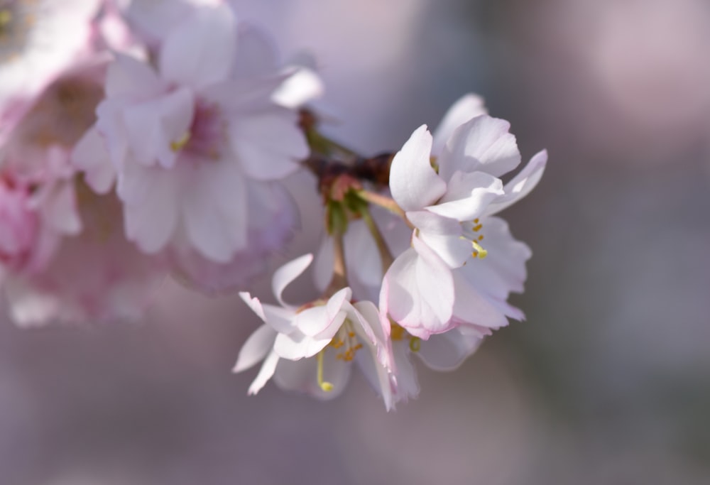 a close up of a flower on a tree branch