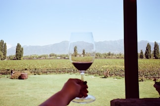 A person holds a glass of red wine overlooking a vineyard with rows of grapevines. In the background, there are tall green trees and distant mountains under a clear blue sky. The scene is framed by a wooden post on the right, suggesting an outdoor terrace or patio.