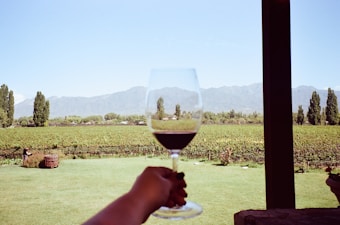 A person holds a glass of red wine overlooking a vineyard with rows of grapevines. In the background, there are tall green trees and distant mountains under a clear blue sky. The scene is framed by a wooden post on the right, suggesting an outdoor terrace or patio.