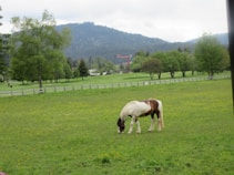 A lush green meadow with a grazing horse at the center. The background features a line of trees and distant hills under a cloudy sky. The landscape is bordered by a wooden fence, adding a rustic charm.