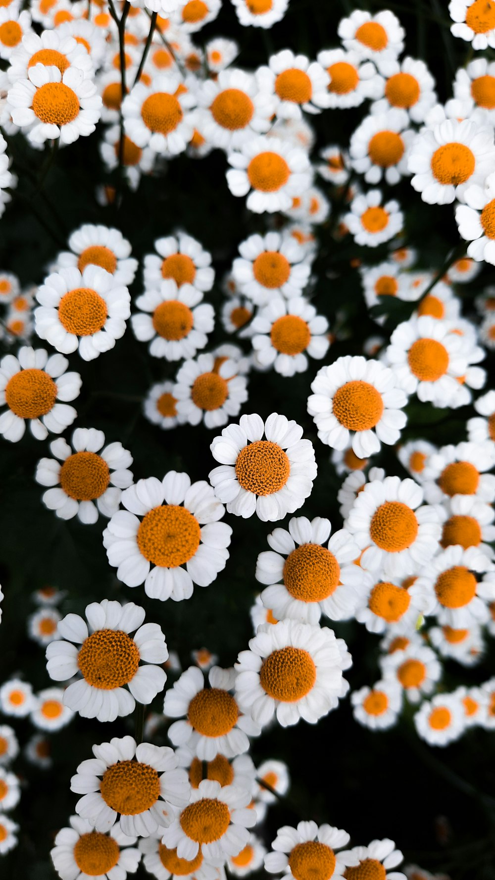 a bunch of white and orange flowers in a field