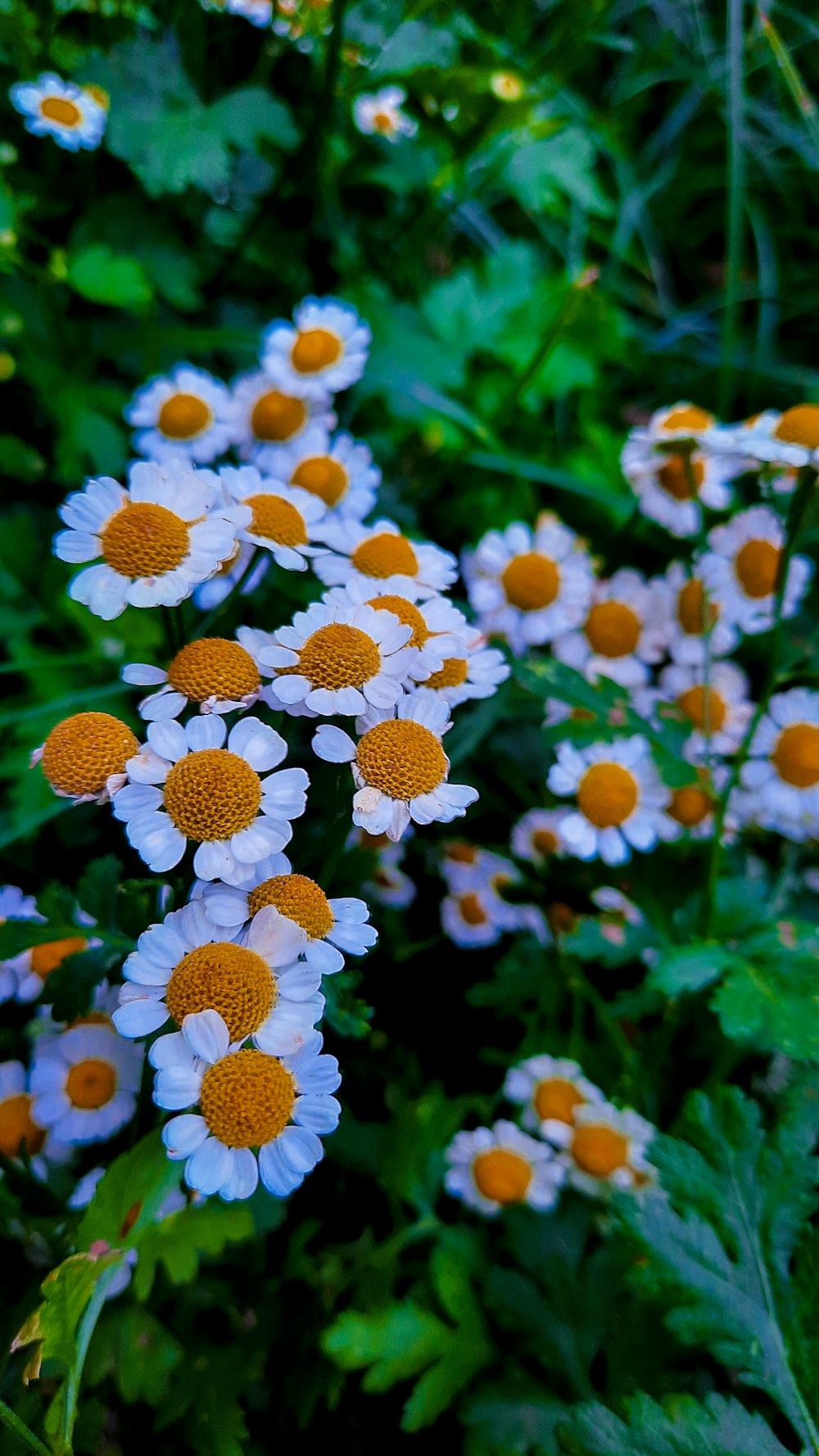 a bunch of flowers that are in the grass