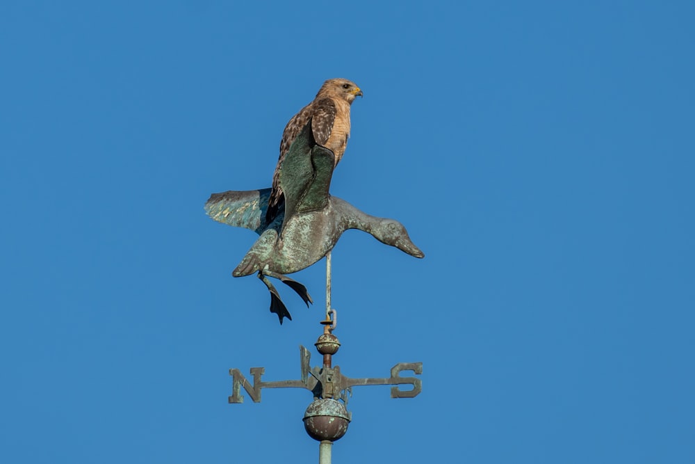 a bird sitting on top of a weather vane