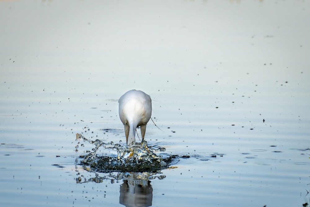a white bird standing on top of a body of water