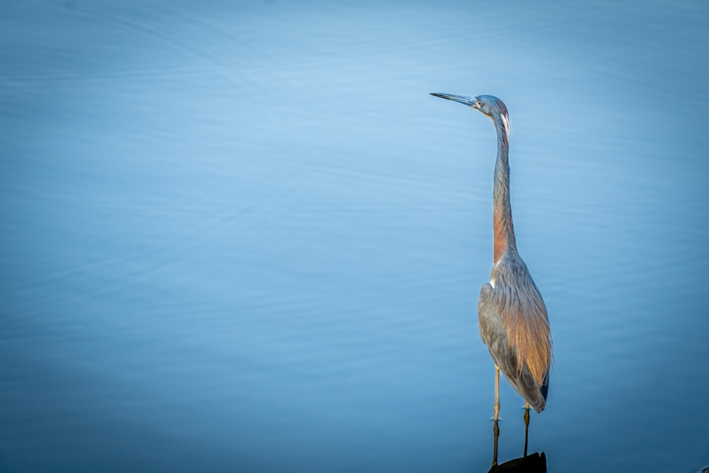 Ein großer Vogel, der auf einem Gewässer steht