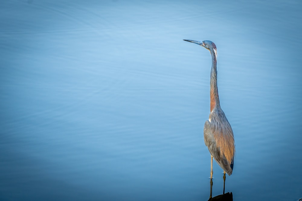 a tall bird standing on top of a body of water