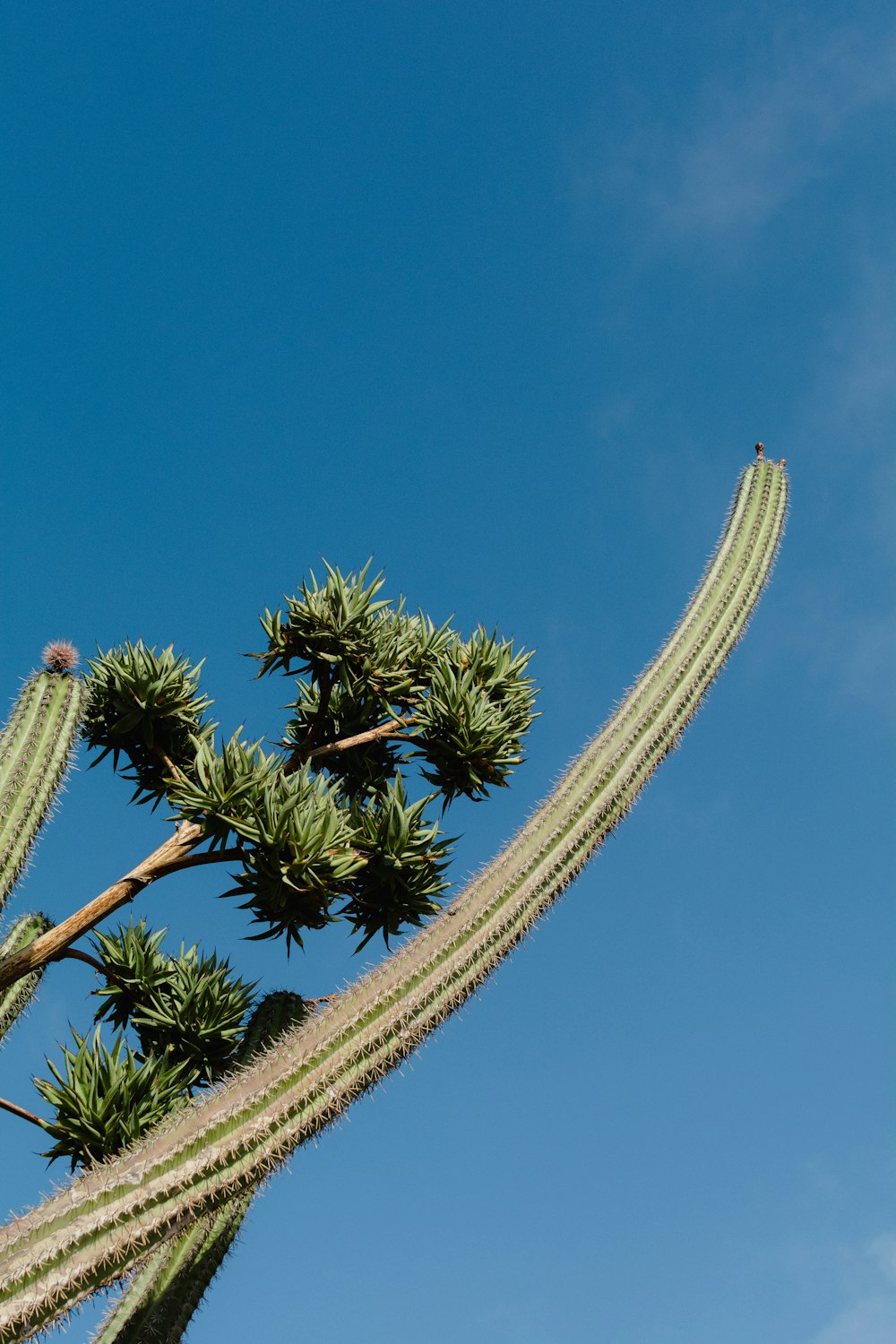 a cactus plant with a blue sky in the background