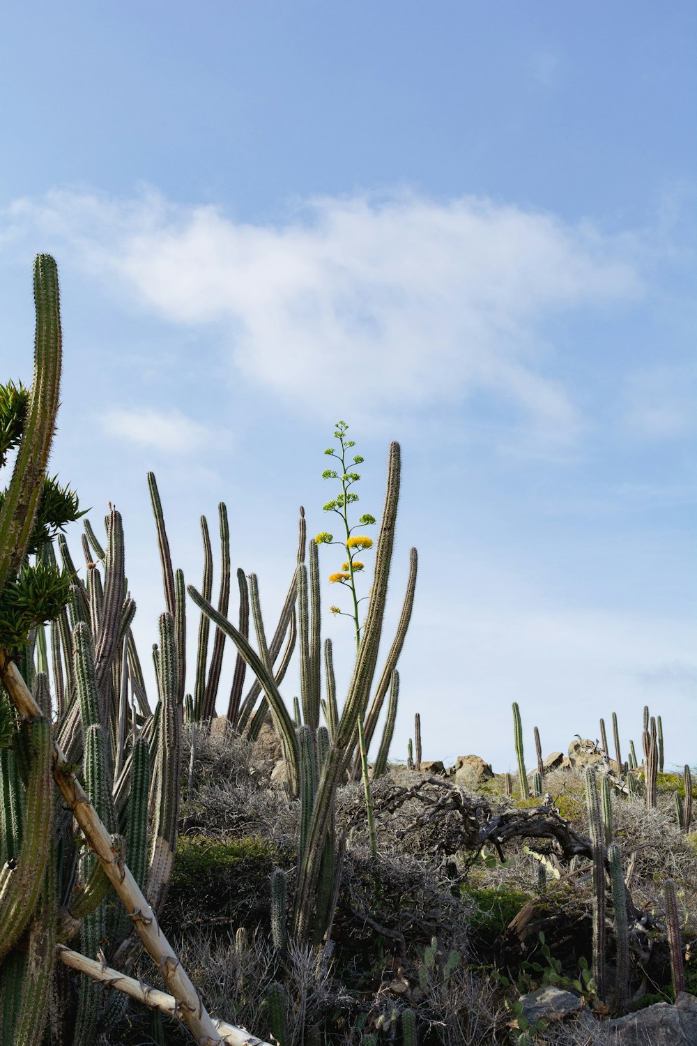 a bunch of cactus plants in a field