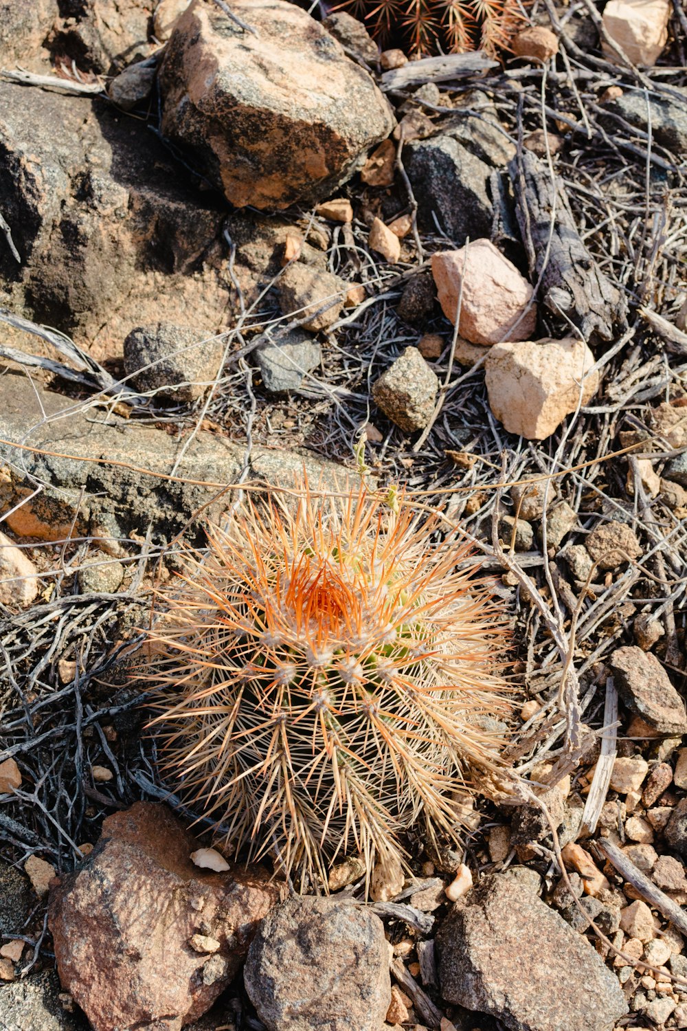 a small cactus in the middle of a rocky area