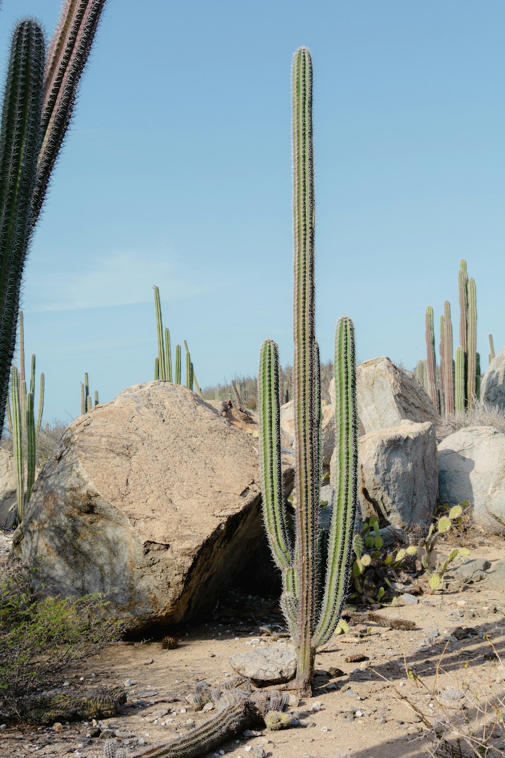 um grande cacto no meio de um deserto